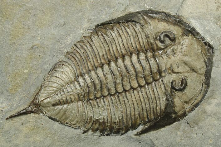Dalmanites Trilobite Fossil - New York #270215